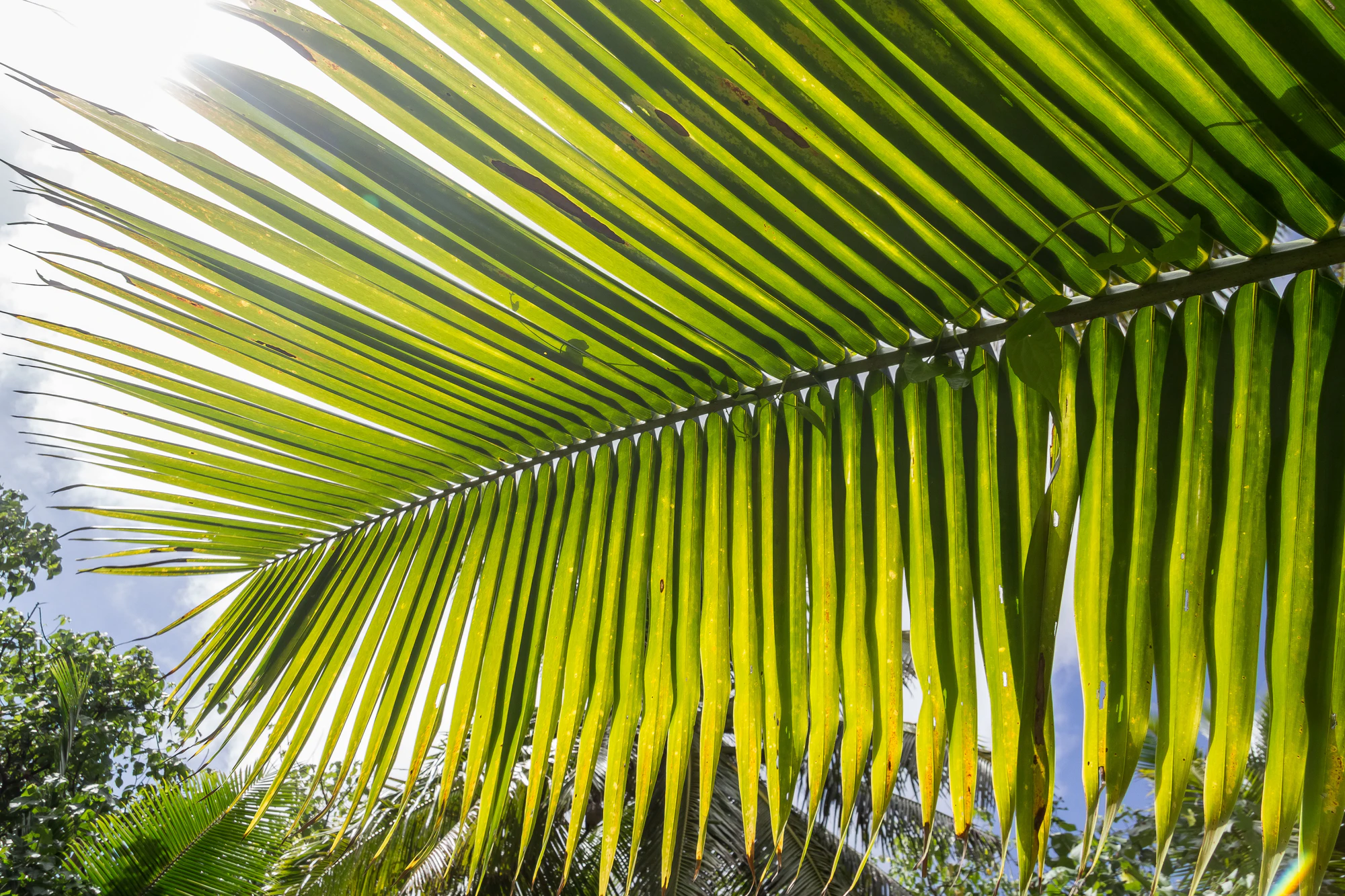 coconut palms 071 — Descargar