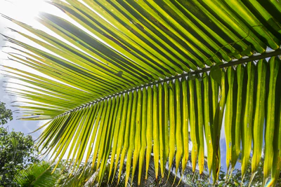 coconut palms 071 — Descargar