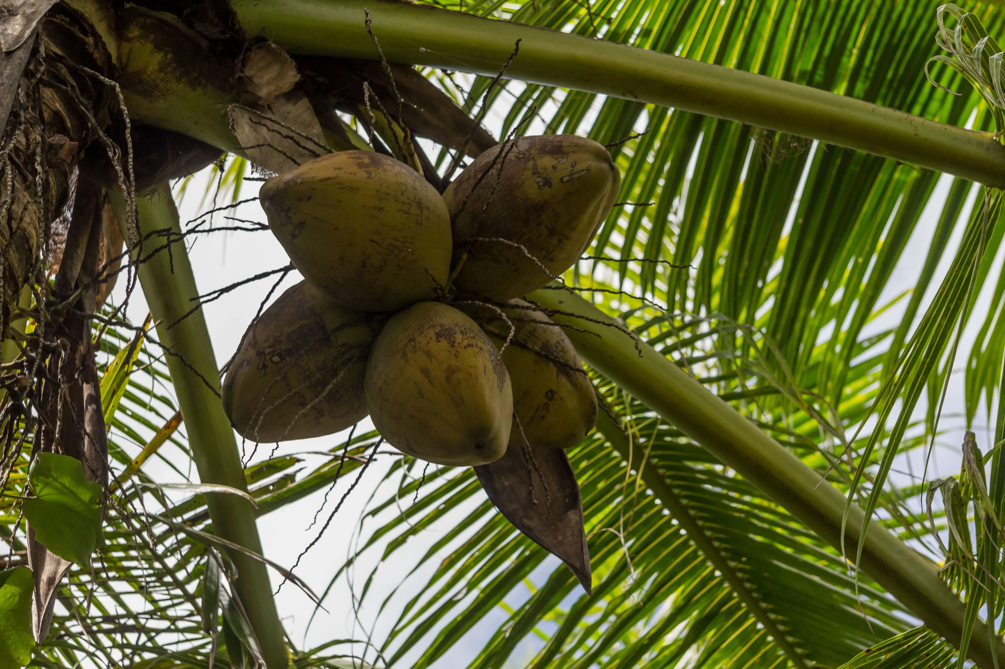 coconut palms 072 — Descargar