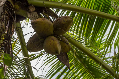 coconut palms 072 — Descargar