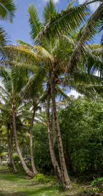 coconut palms 073 — Descargar