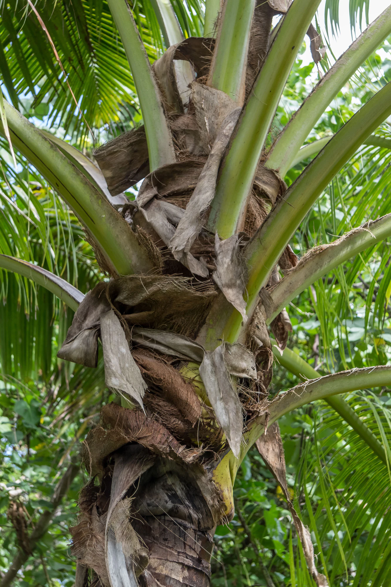 coconut palms 074 — Скачать