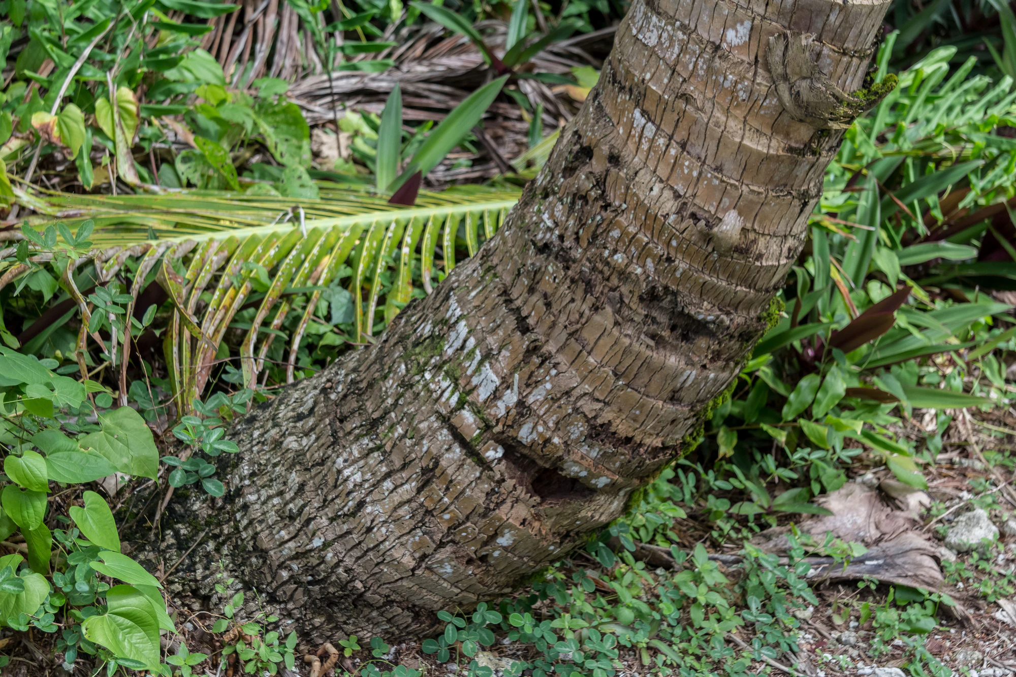 coconut palms 075 — Descargar