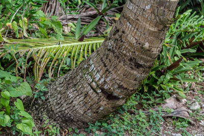 coconut palms 075 — Descargar