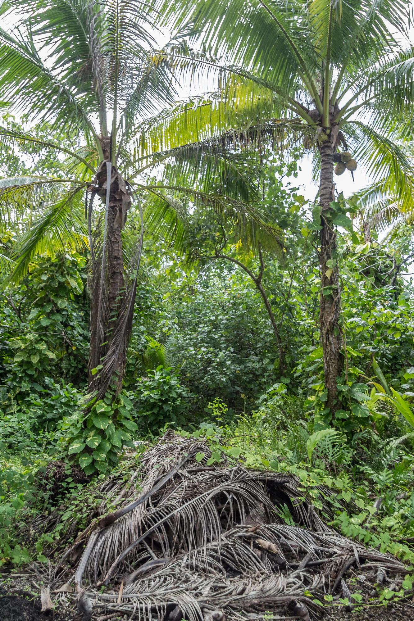 coconut palms 078 — Descargar
