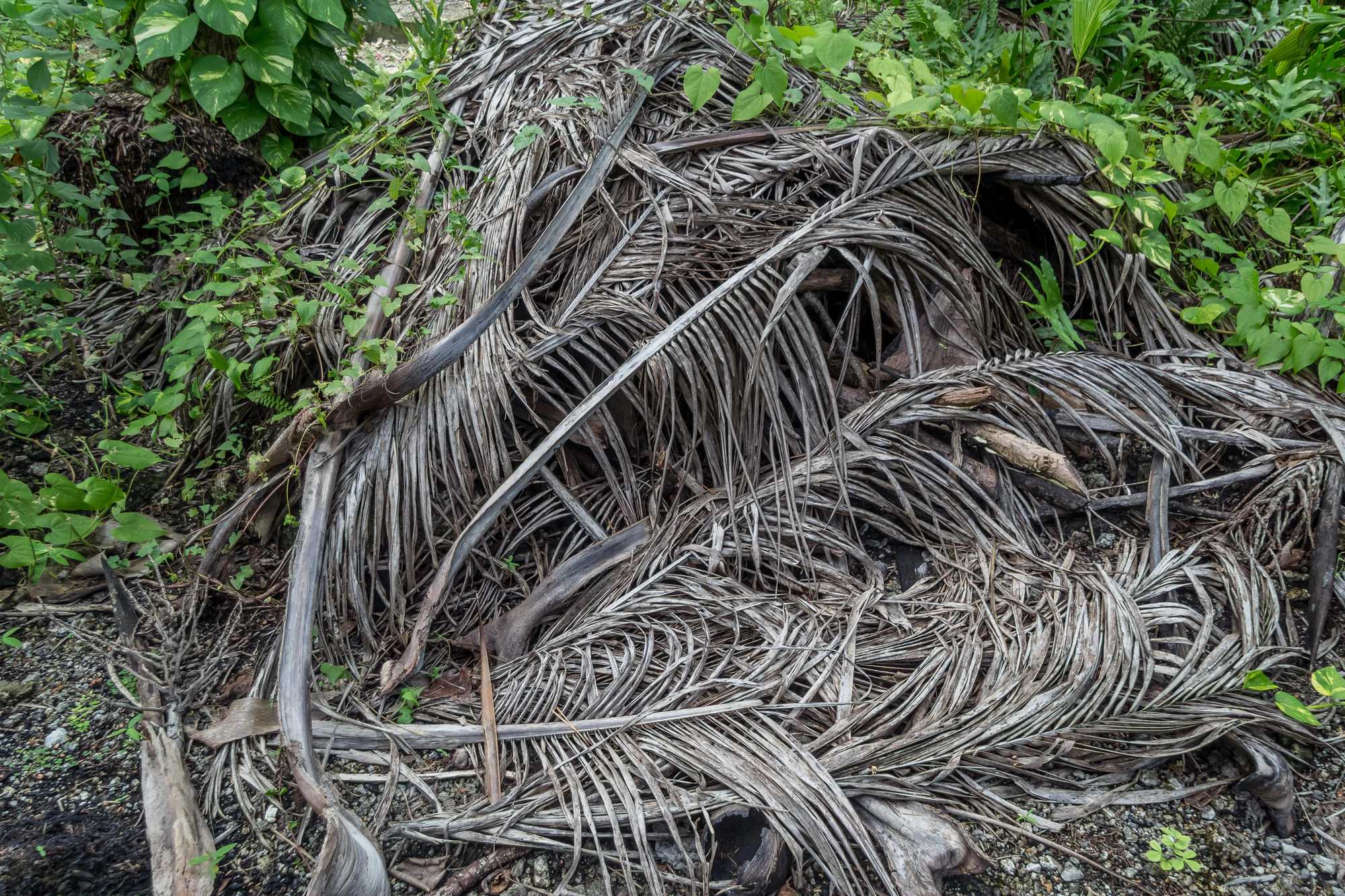 coconut palms 079 — Скачать