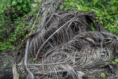 coconut palms 079 — Скачать