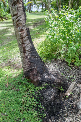 coconut palms 082 — Descargar