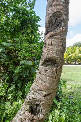 coconut palms 083 — Descargar