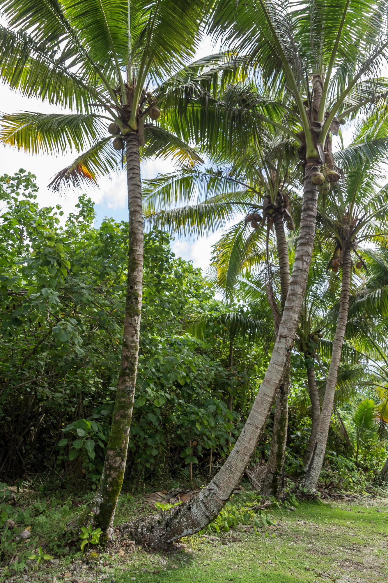 coconut palms 084 — Скачать
