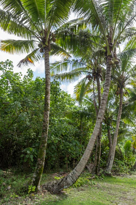 coconut palms 084 — Скачать