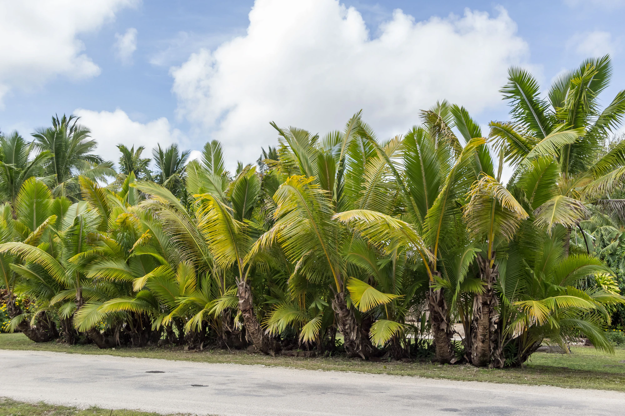 coconut palms 085 — Скачать