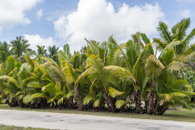 coconut palms 085 — Скачать