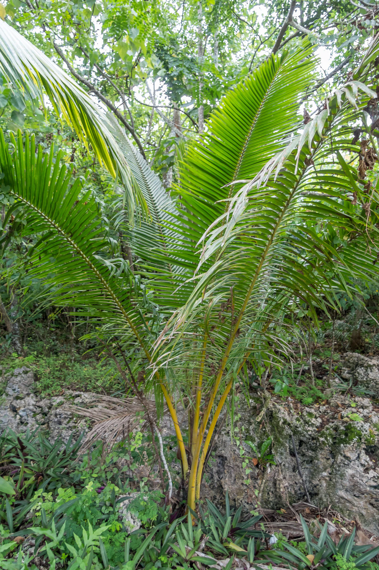 coconut palms 086 — Скачать