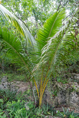 coconut palms 086 — Скачать