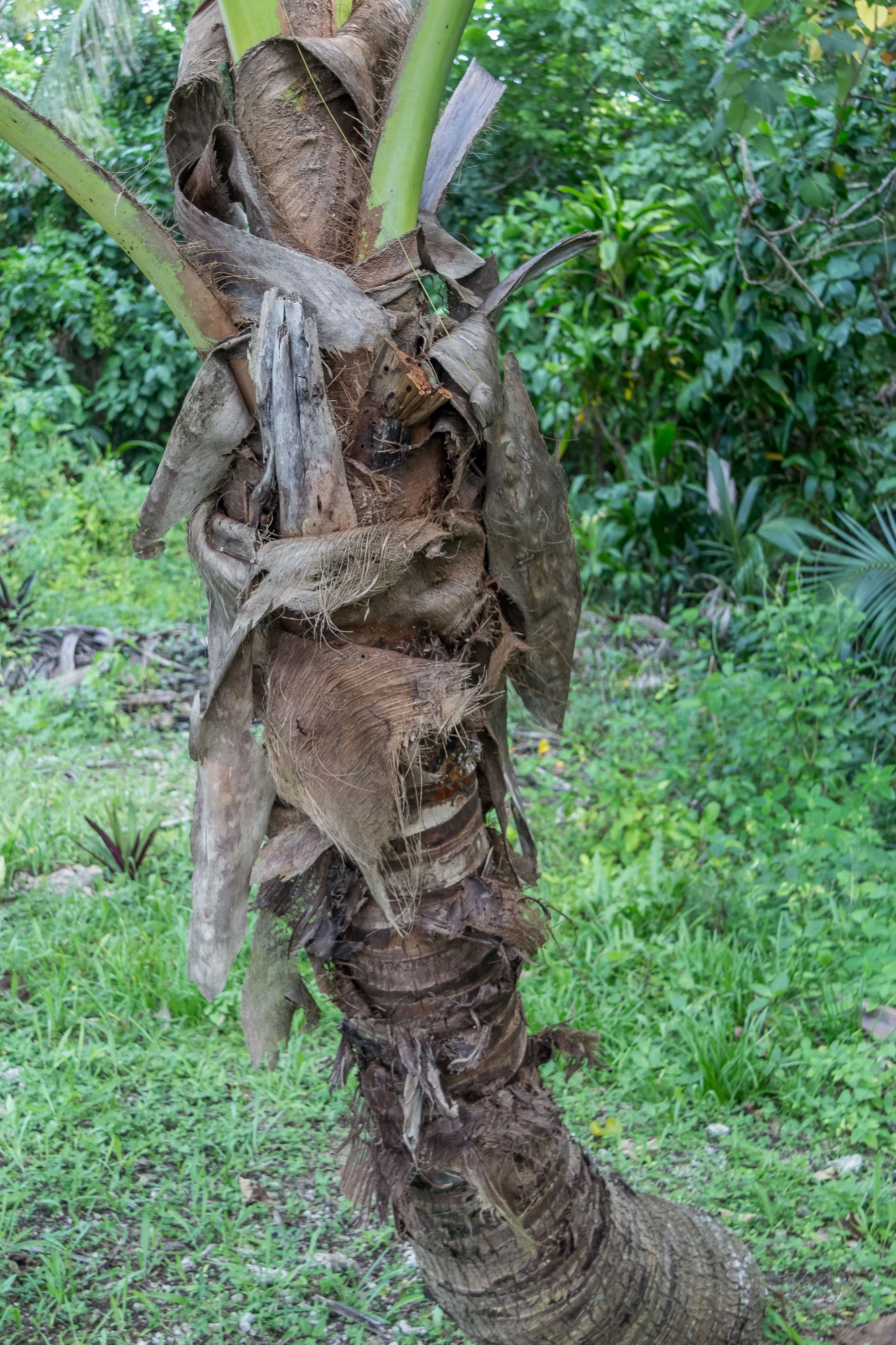 coconut palms 087 — Descargar