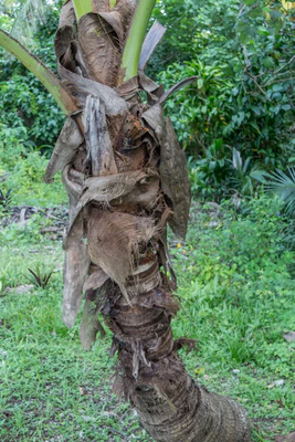 coconut palms 087 — Descargar