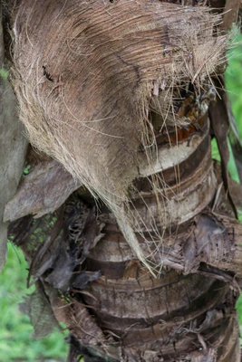 coconut palms 091 — Скачать