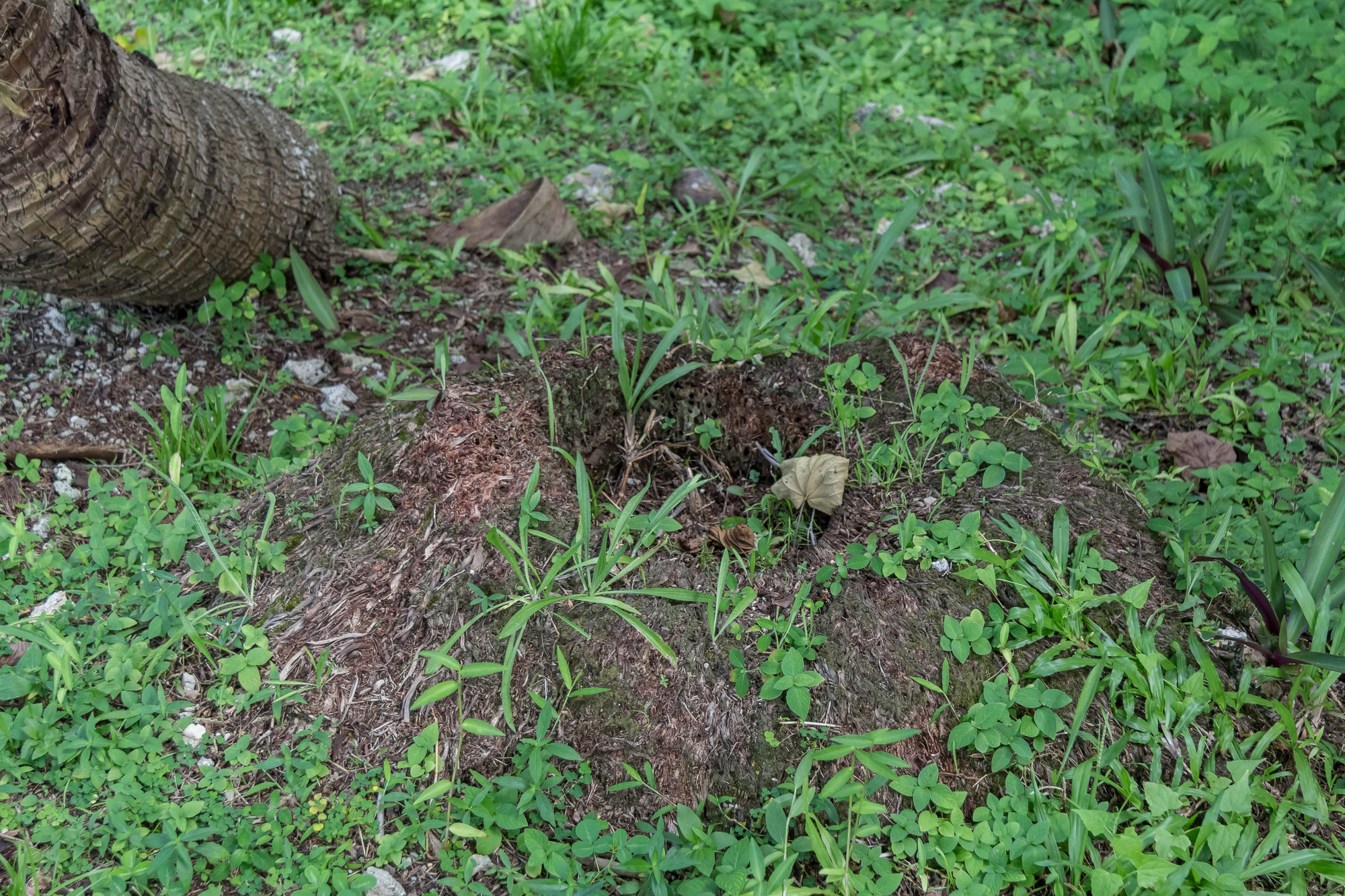 coconut palms 092 — Скачать