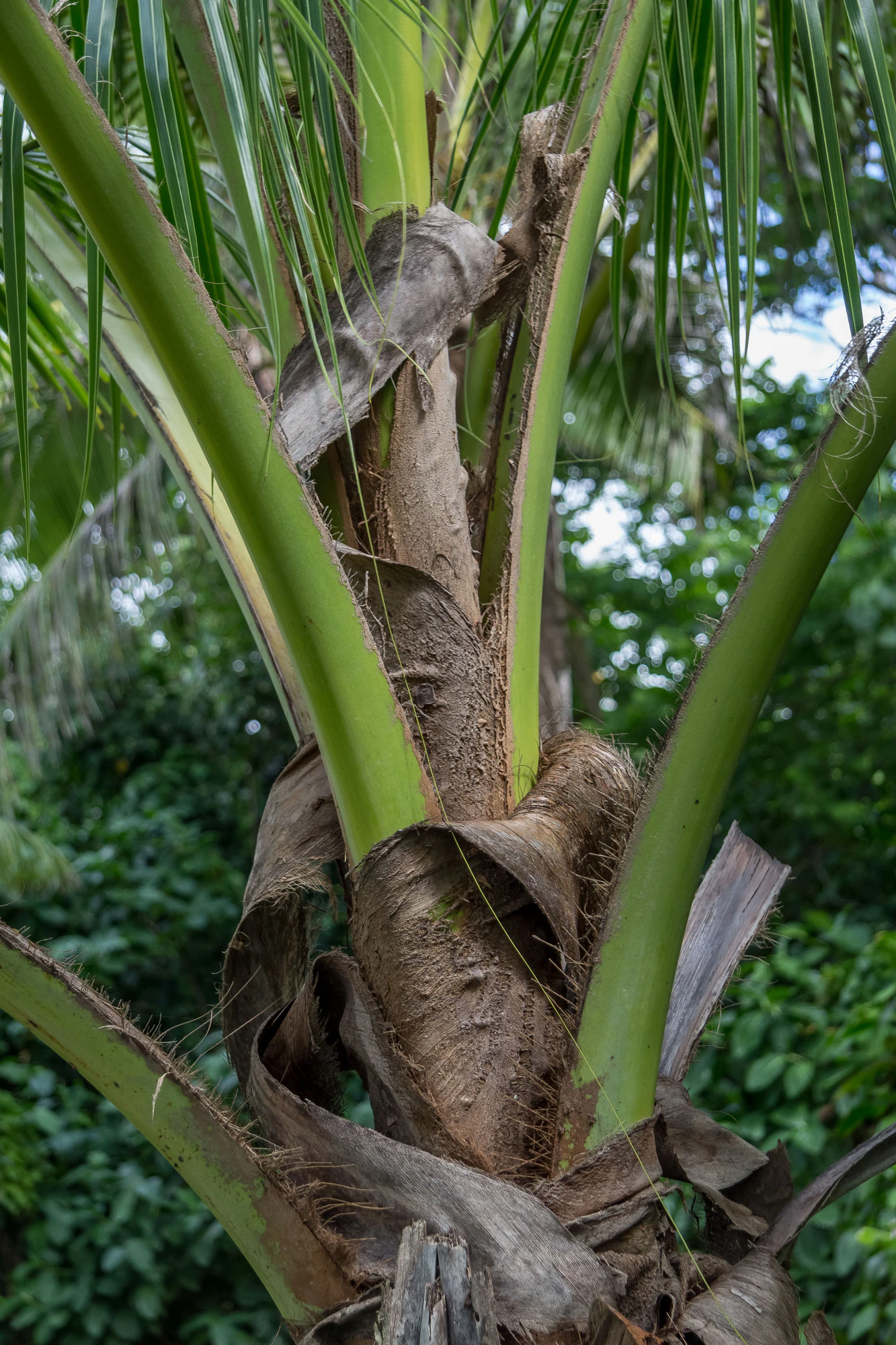 coconut palms 093 — Скачать