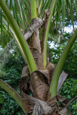 coconut palms 093 — Скачать