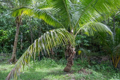 coconut palms 094 — Descargar