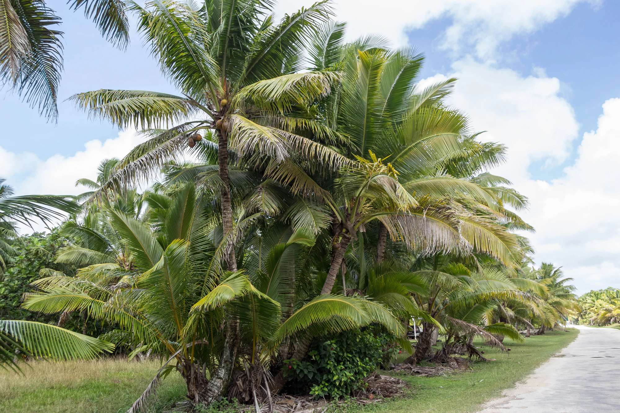 coconut palms 095 — Descargar