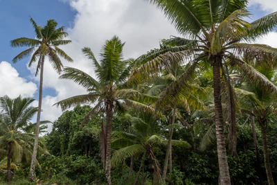 coconut palms 096 — Descargar