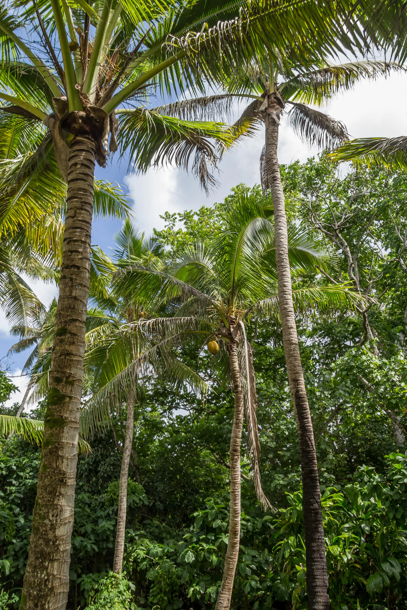 coconut palms 097 — Скачать