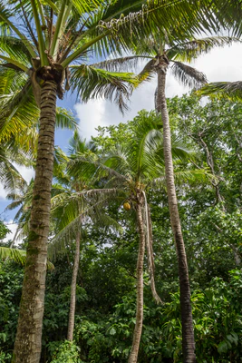 coconut palms 097 — Скачать