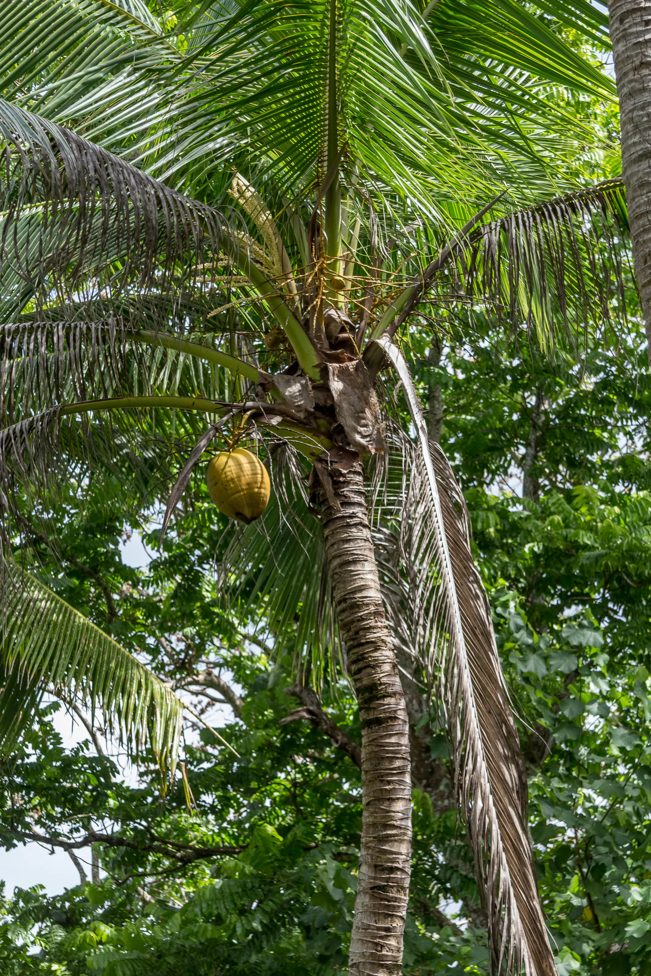 coconut palms 098 — Скачать