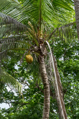 coconut palms 098 — Скачать