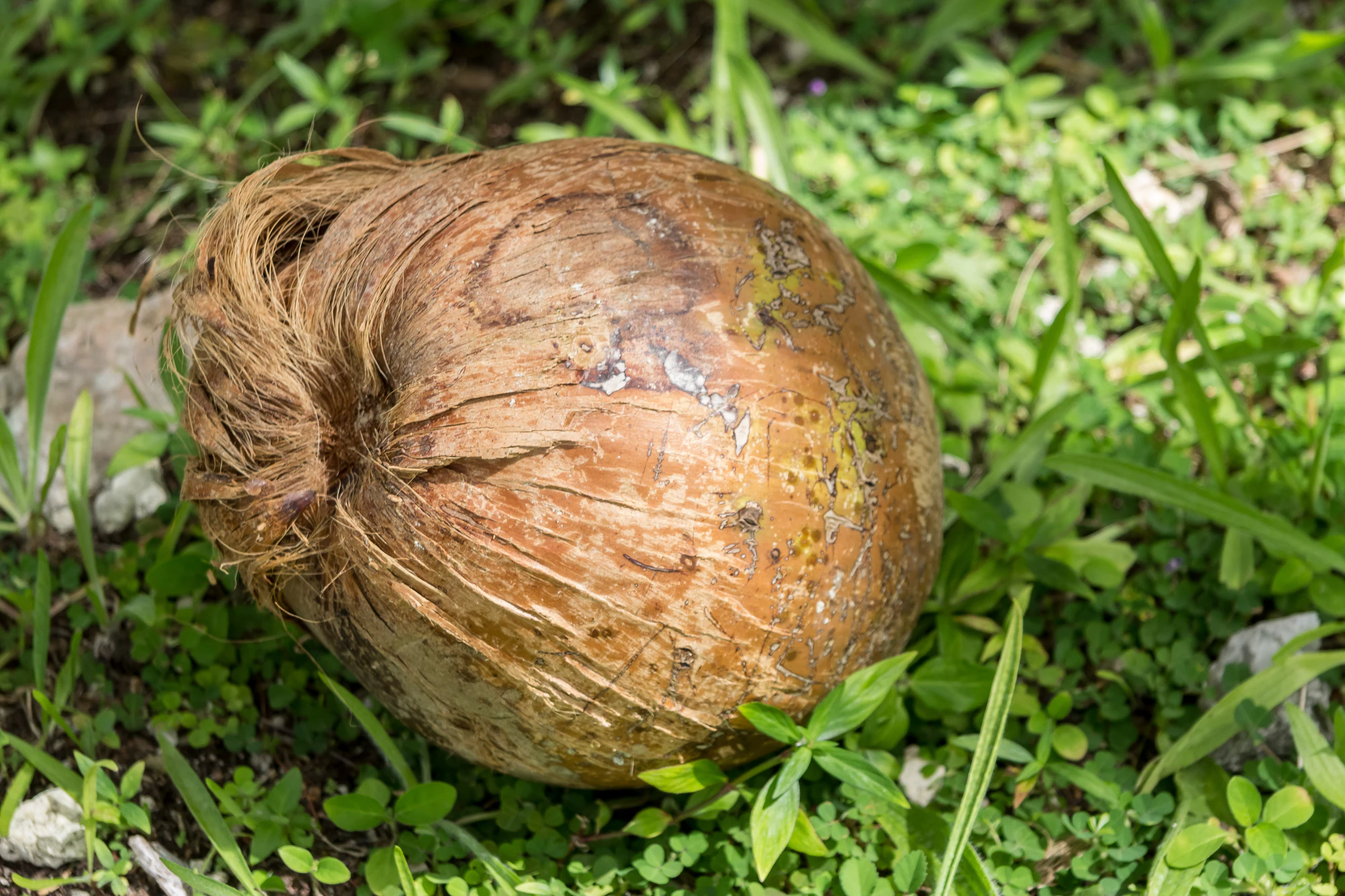 coconut palms 099 — Скачать