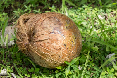 coconut palms 099 — Скачать