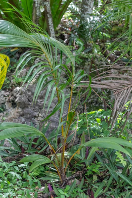 coconut palms 100 — Descargar