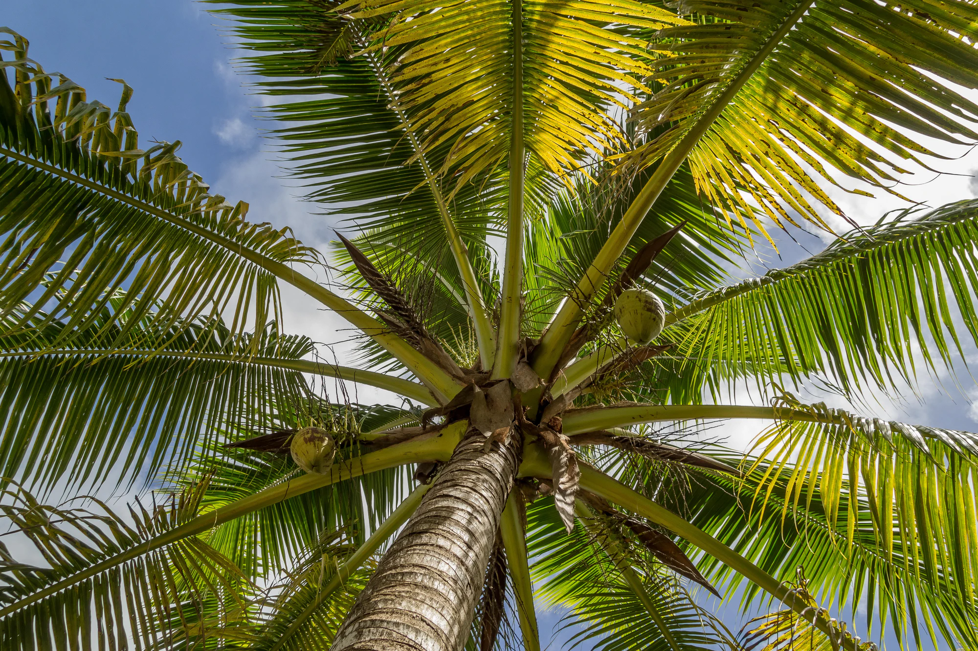 coconut palms 103 — Скачать