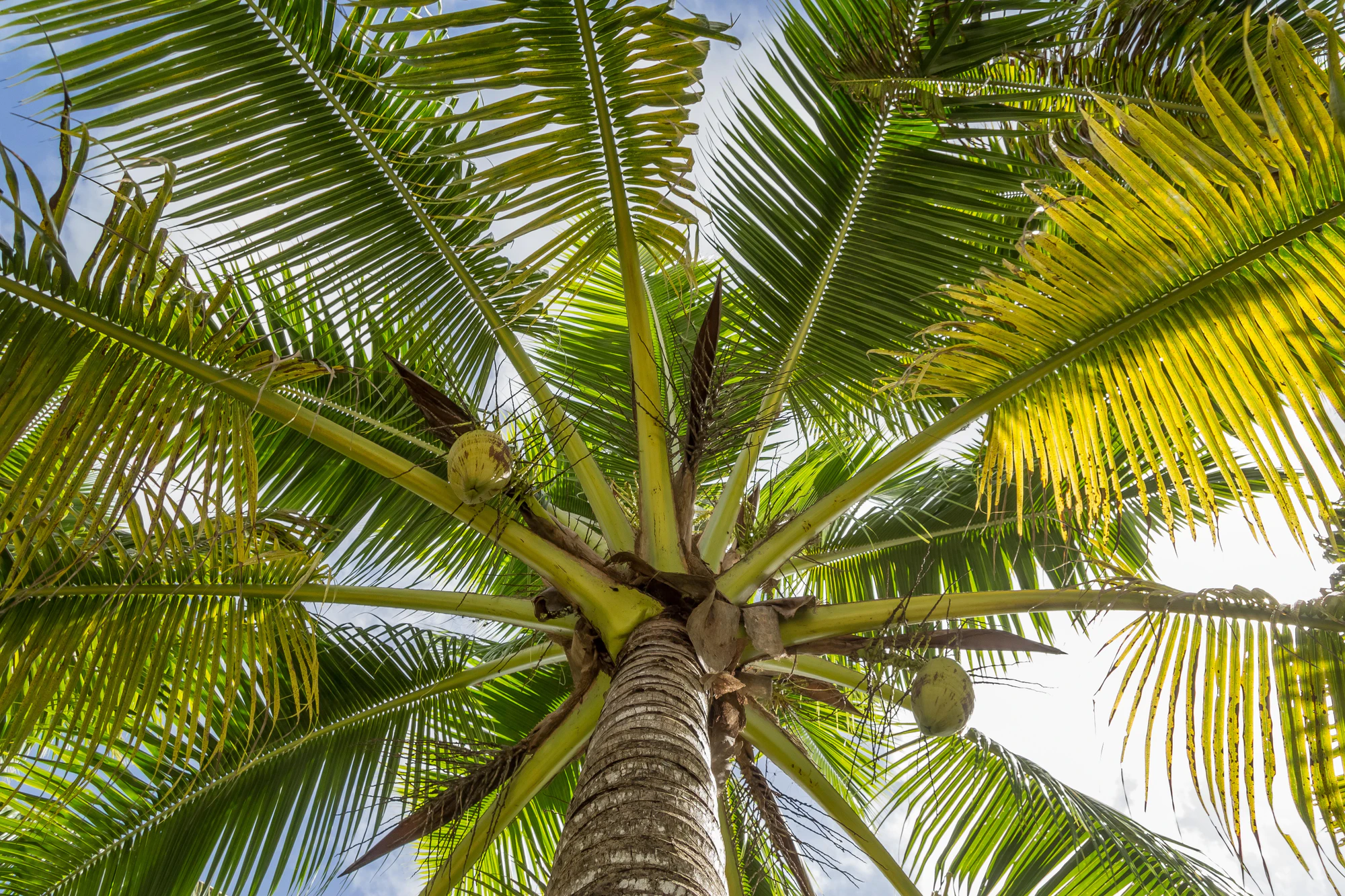coconut palms 104 — Скачать
