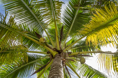 coconut palms 104 — Скачать