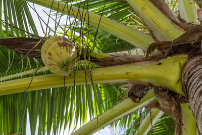 coconut palms 105 — Descargar