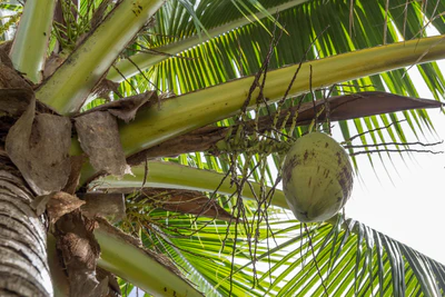 coconut palms 106 — Descargar