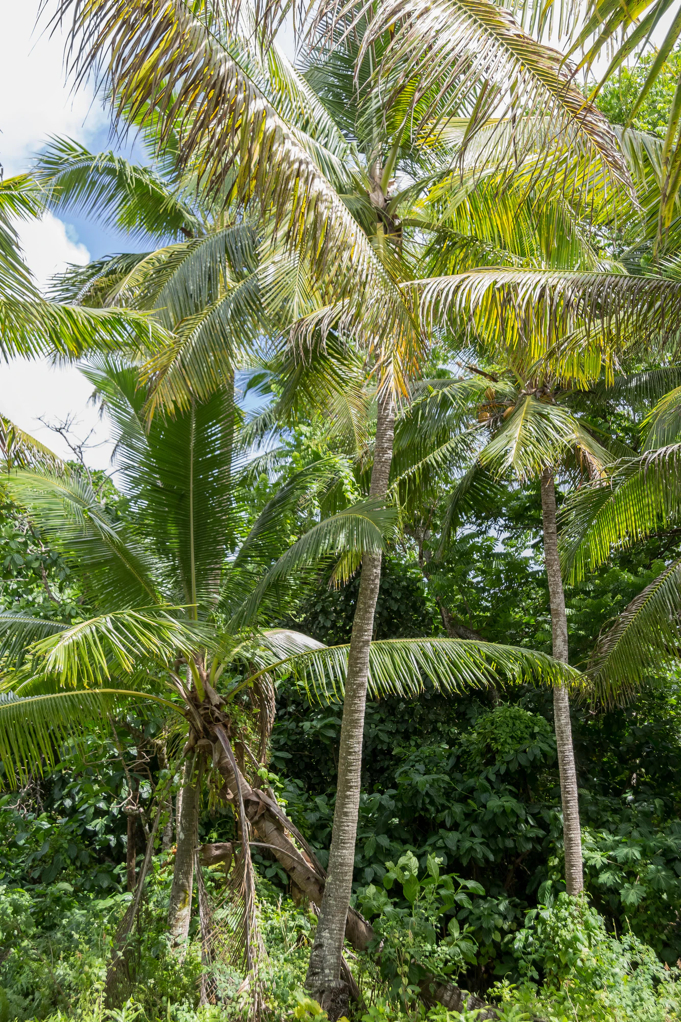 coconut palms 107 — Descargar