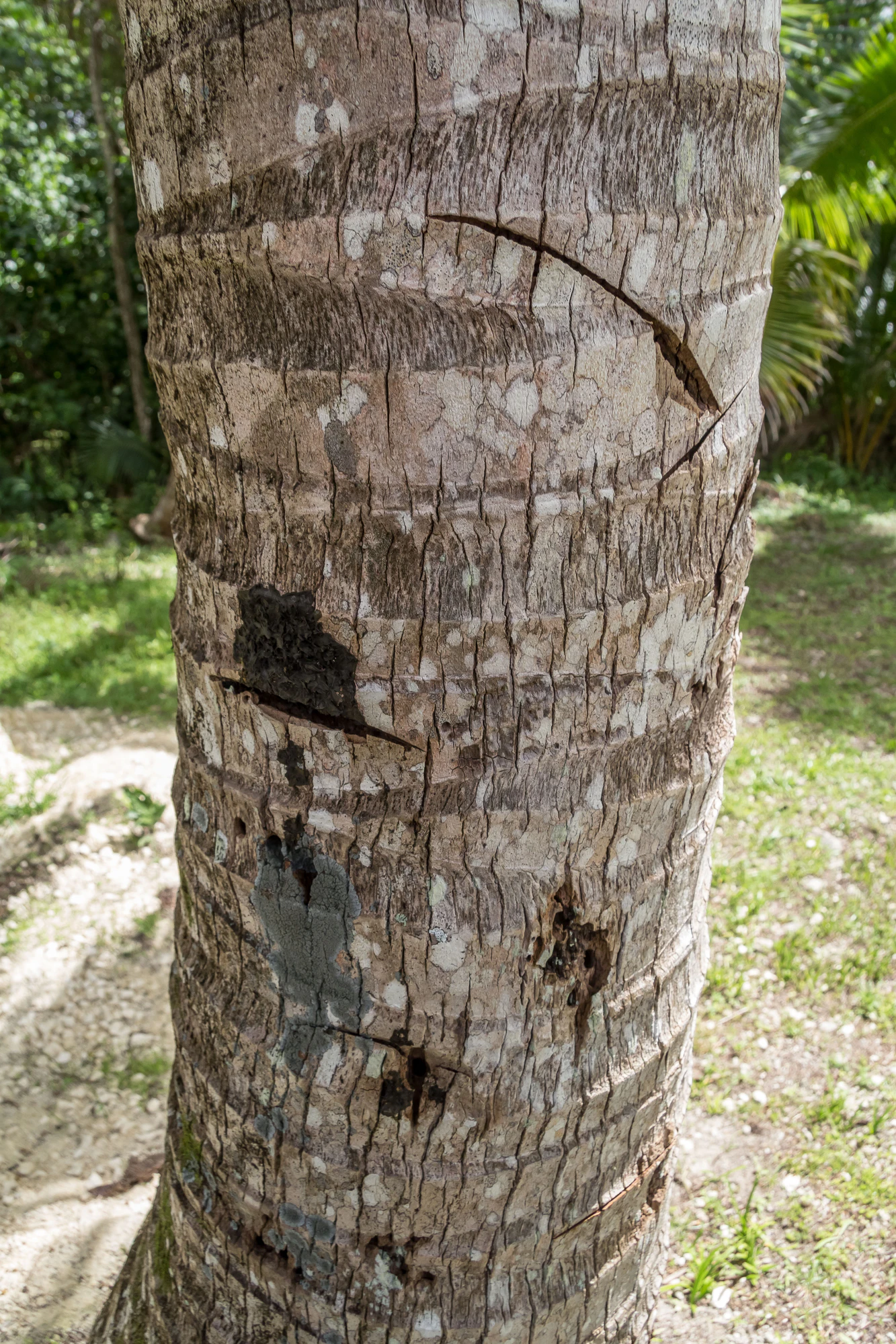 coconut palms 108 — Скачать