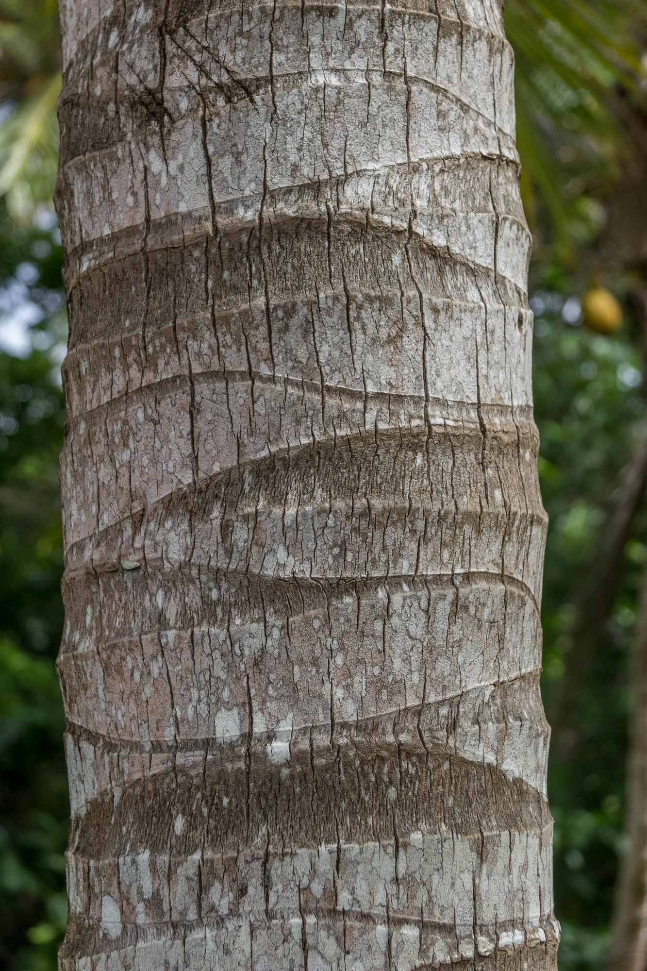 coconut palms 109 — Descargar