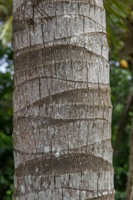coconut palms 109 — Descargar