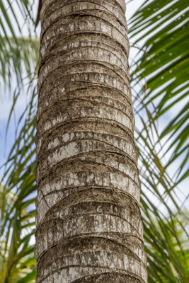 coconut palms 110 — Descargar