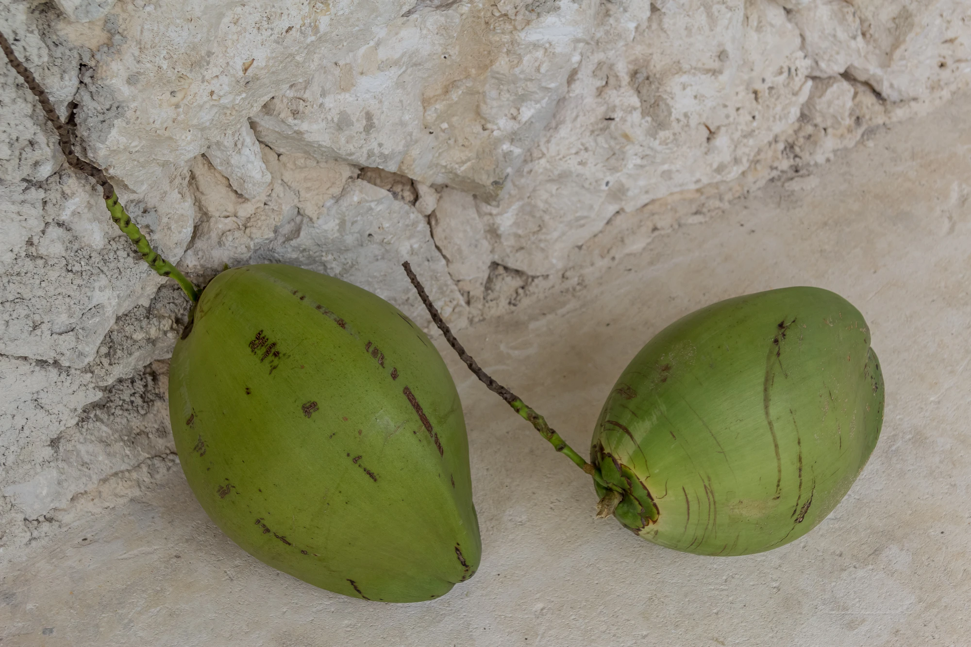 coconut palms 111 — Скачать