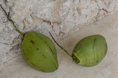 coconut palms 111 — Скачать