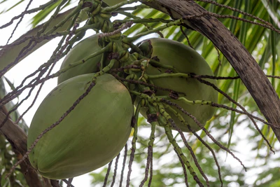 coconut palms 112 — Download