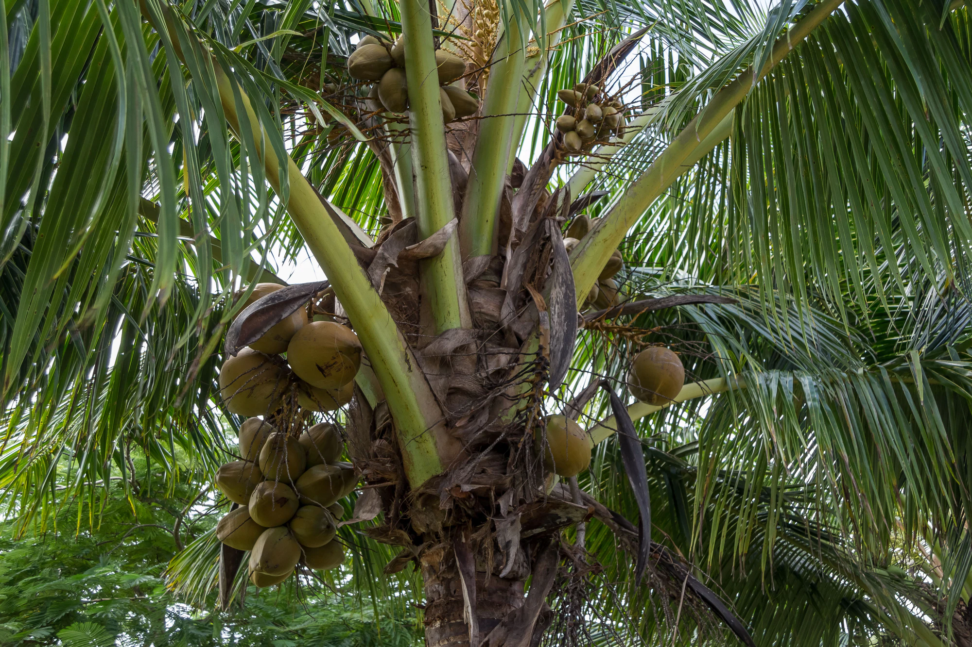 coconut palms 113 — Скачать