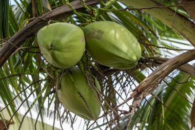 coconut palms 114 — Descargar